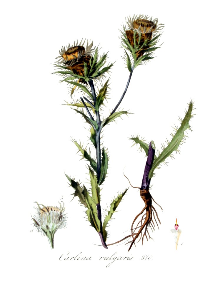 Carlina vulgaris — Flora Batava — Volume v5 - clean