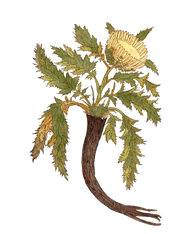 Carlina Bock 1546a