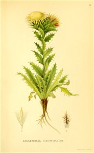 Carlina vulgaris001