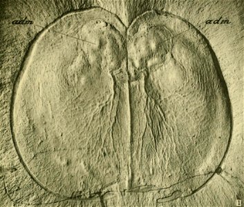 Carnarvonia venosa USNM PAL 57719