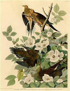 Carolina Turtle Dove (Audubon)