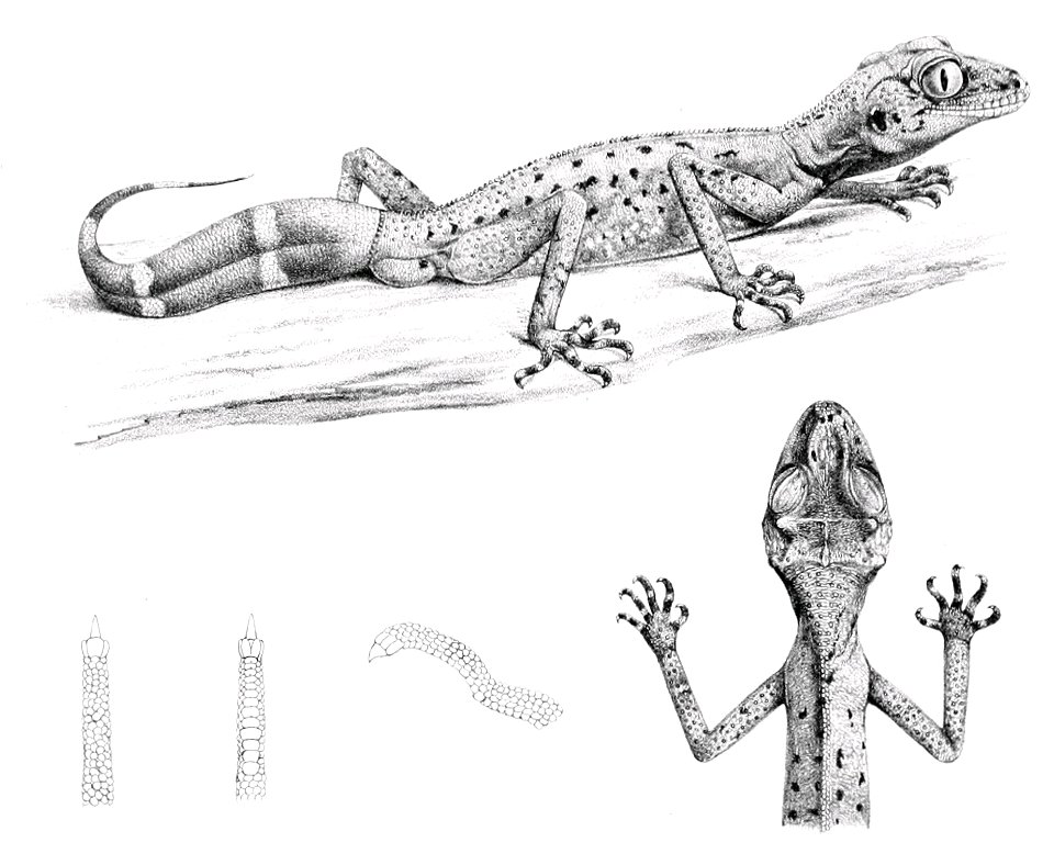 Carphodactylus laevis 1897