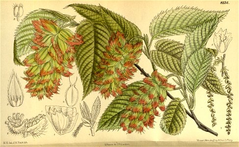 Carpinus japonica 140-8534