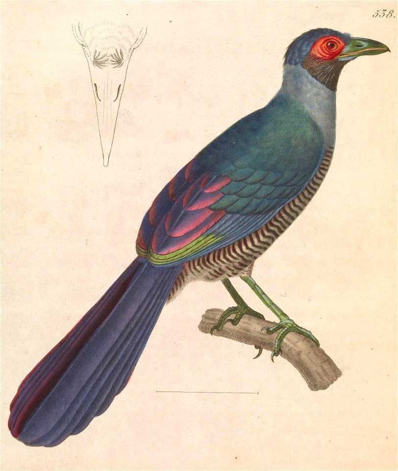 Carpococcyx radiceus 1838