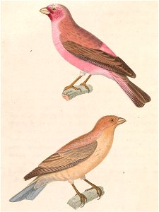 Carpodacus synoicus 1838