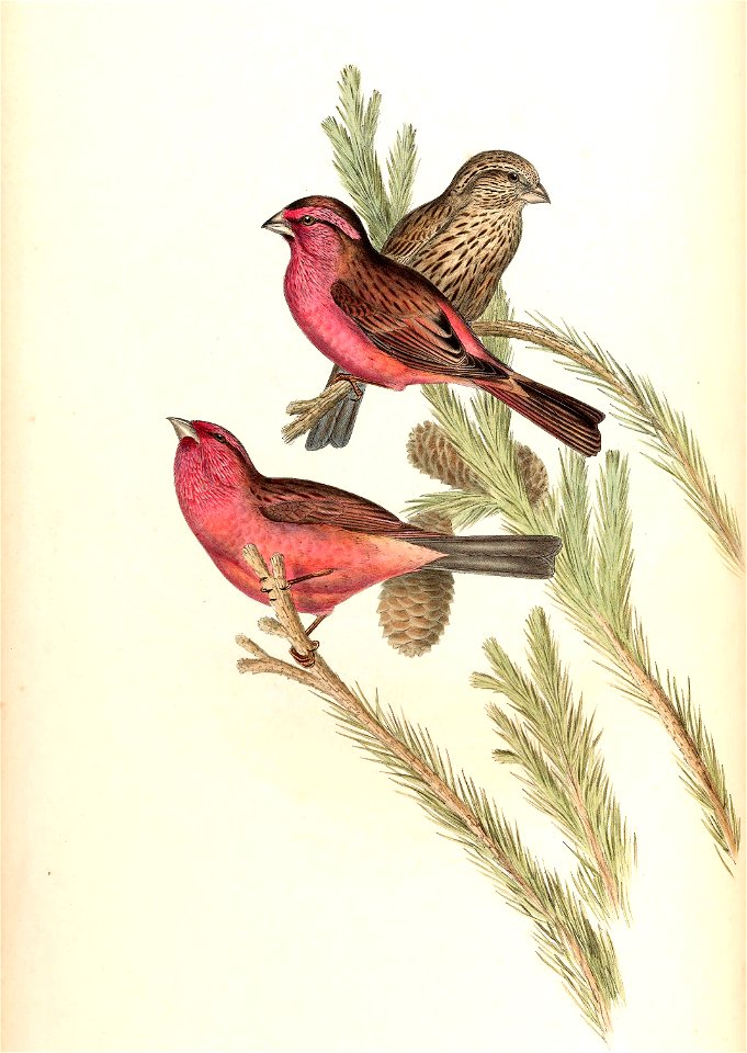 CarpodacusRhodochlamysGould