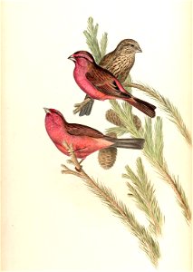 CarpodacusRhodochlamysGould