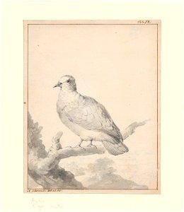 Carpophaga aenea - 1710-1792 - Print - Iconographia Zoologica - Special Collections University of Amsterdam - UBA01 IZA1000724