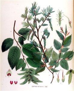 Carpinus betulus — Flora Batava — Volume v17