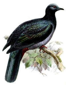 CarpophagaWhartoniKeulemans (cropped)