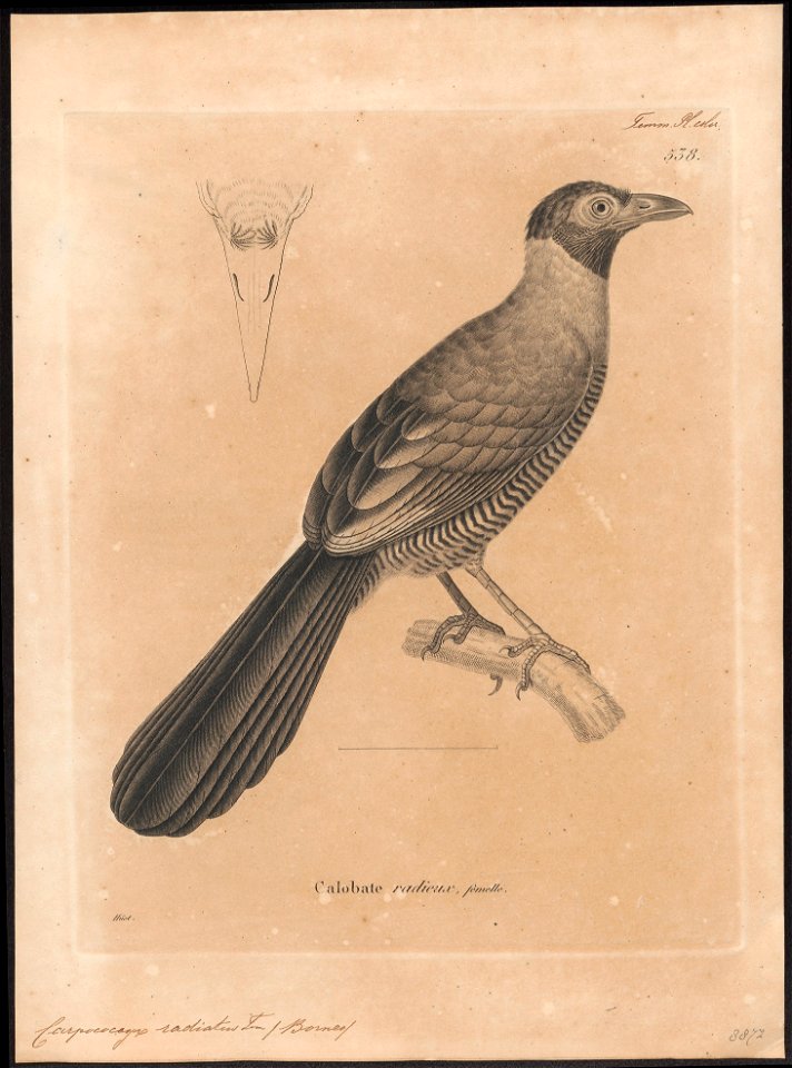 Carpococcyx radiatus - 1700-1880 - Print - Iconographia Zoologica - Special Collections University of Amsterdam - UBA01 IZ18800343