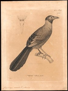 Carpococcyx radiatus - 1700-1880 - Print - Iconographia Zoologica - Special Collections University of Amsterdam - UBA01 IZ18800343