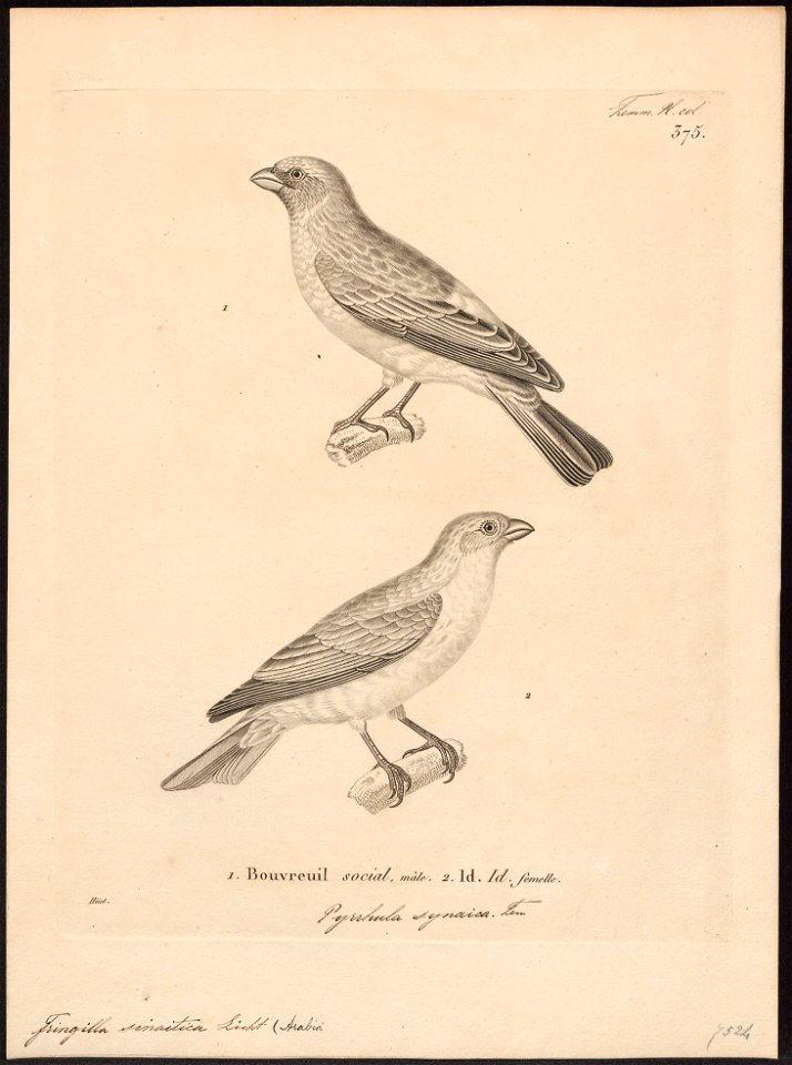 Carpodacus sinaiticus - 1700-1880 - Print - Iconographia Zoologica - Special Collections University of Amsterdam - UBA01 IZ16000339