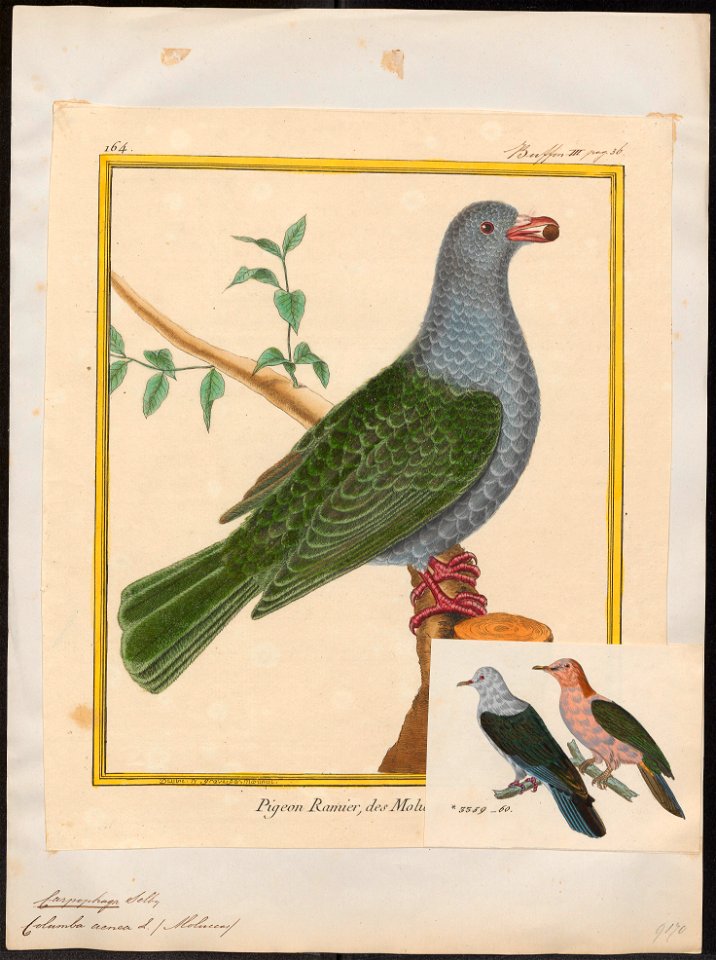Carpophaga aenea - 1700-1880 - Print - Iconographia Zoologica - Special Collections University of Amsterdam - UBA01 IZ15600093