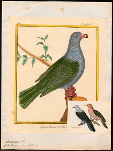 Carpophaga aenea - 1700-1880 - Print - Iconographia Zoologica - Special Collections University of Amsterdam - UBA01 IZ15600093