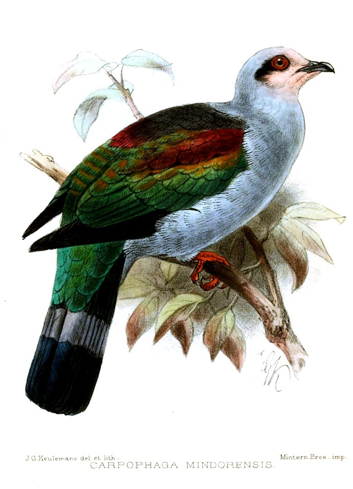 CarpophagaMindorensisKeulemans