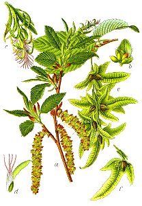Carpinus betulus Sturm33