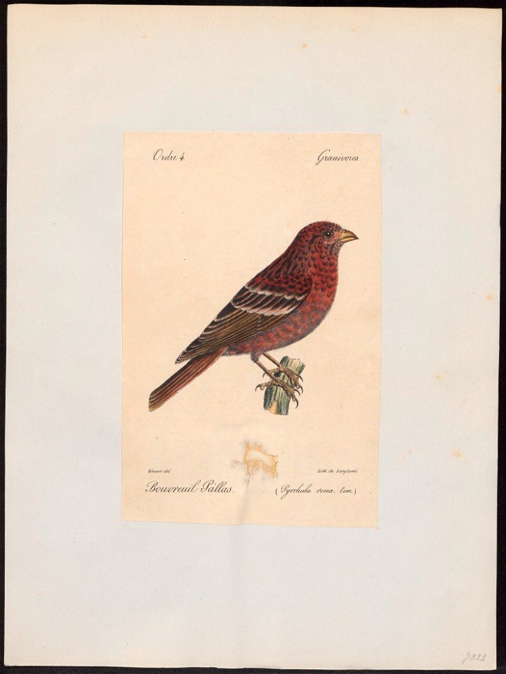 Carpodacus roseus - 1842-1848 - Print - Iconographia Zoologica - Special Collections University of Amsterdam - UBA01 IZ16000333