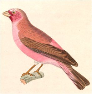 Carpodacus synoicus male 1838