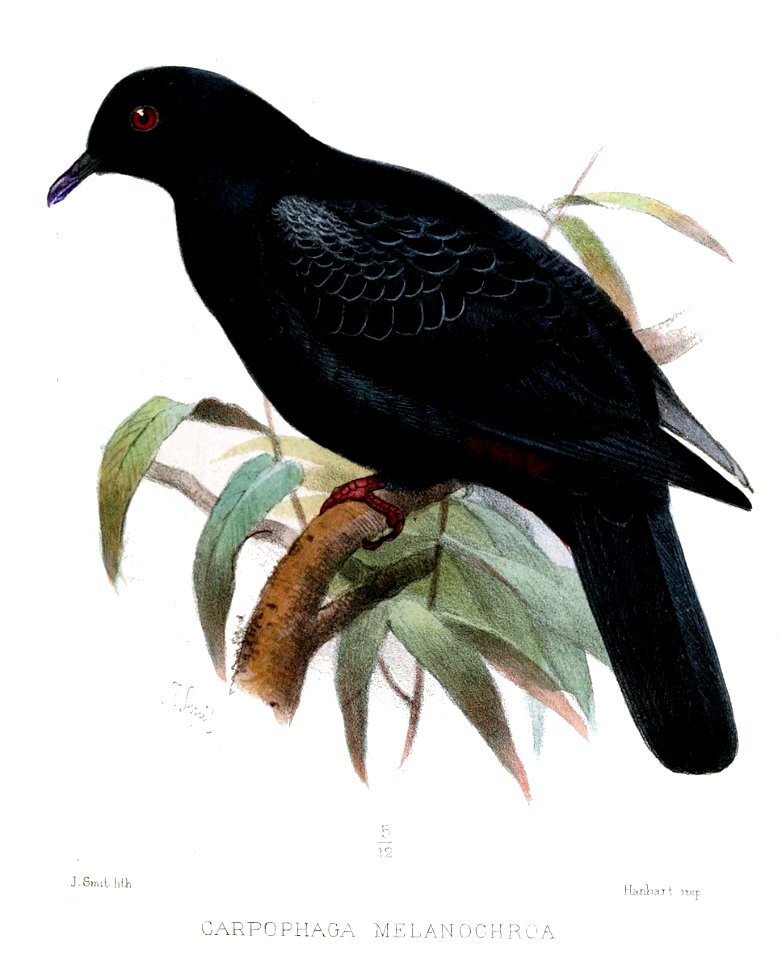CarpophagaMelanochroaSmit