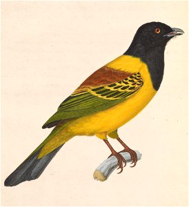 Carpornis cucullata 1838