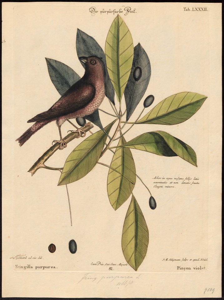 Carpodacus purpureus - 1700-1880 - Print - Iconographia Zoologica - Special Collections University of Amsterdam - UBA01 IZ16000331