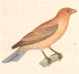 Carpodacus synoicus female 1838
