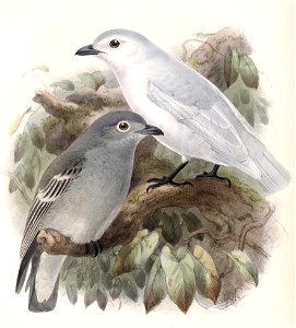 Carpodectes nitidus