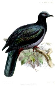 CarpophagaWhartoniKeulemans