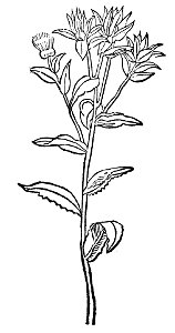 Cartamus Gart