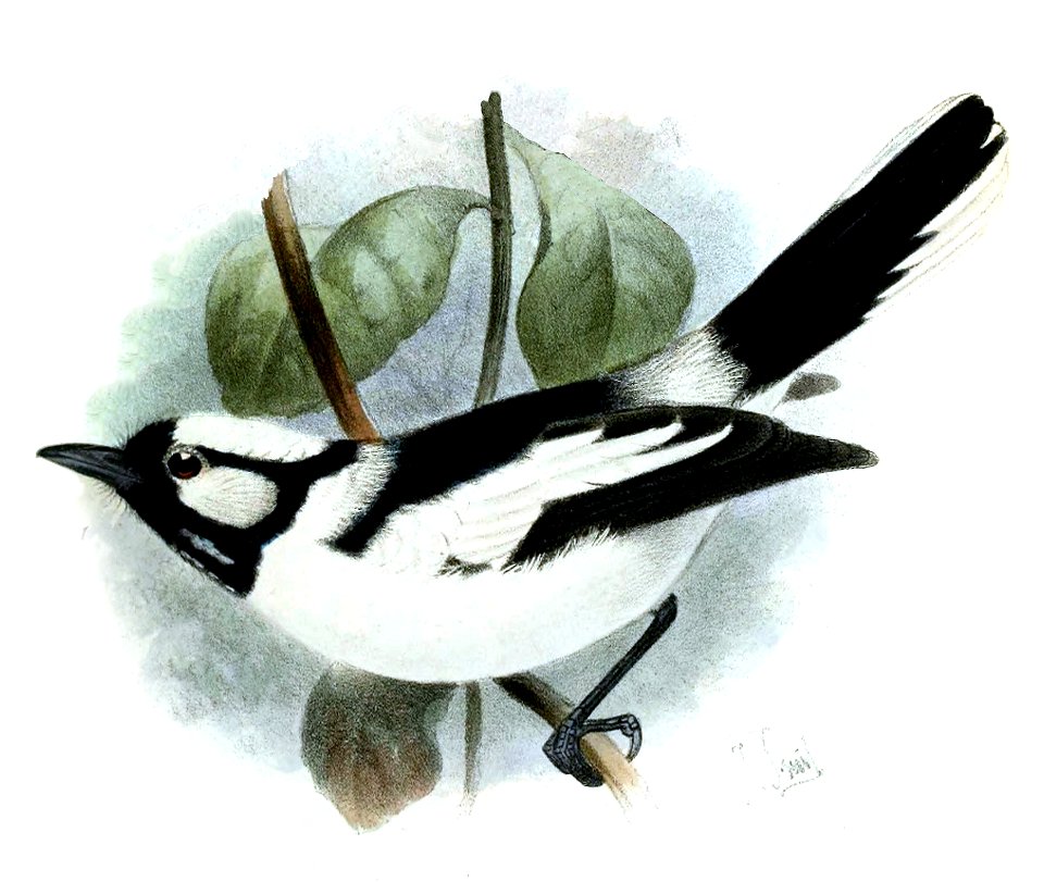 Carterornis pileatus Smit