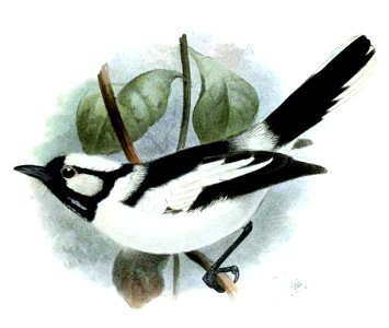 Carterornis pileatus Smit