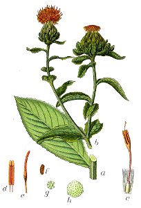 Carthamus tinctorius Sturm21