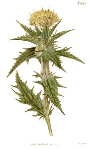 Carthamus lanatus