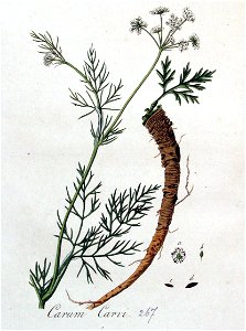Carum carvi — Flora Batava — Volume v4