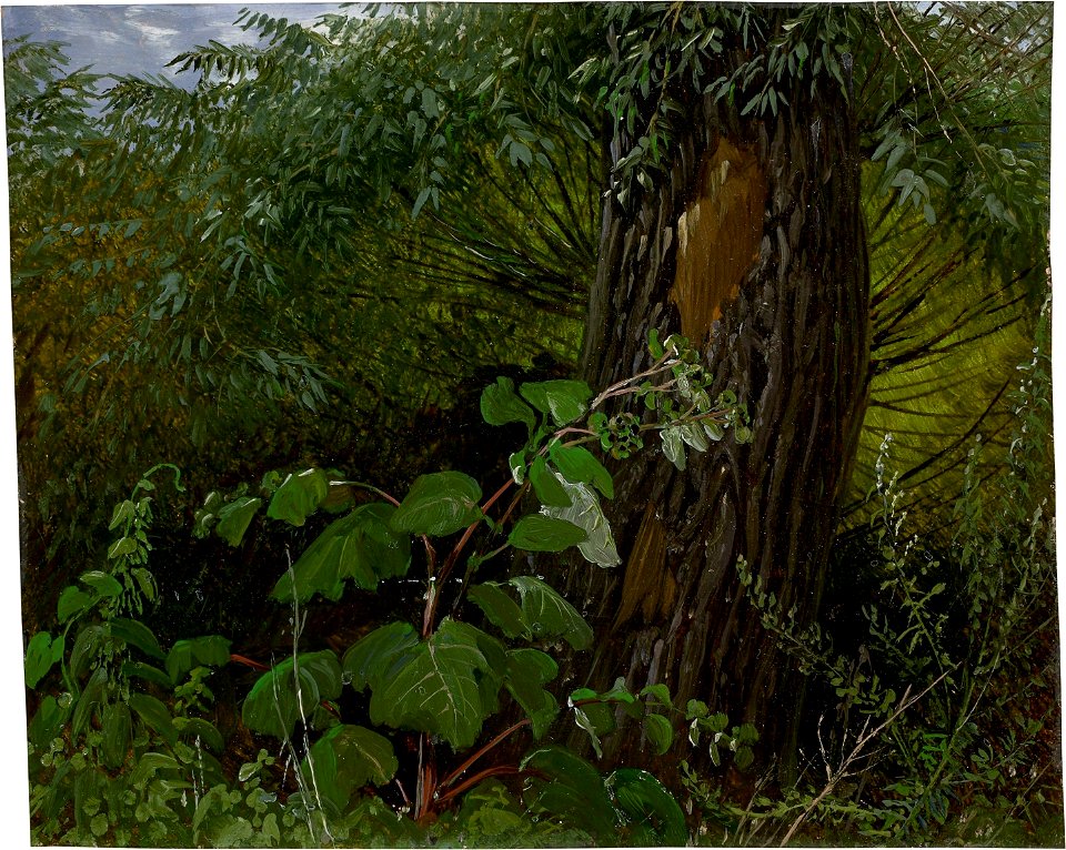 Carl Gustav Carus - Weidenstamm mit Unterholz (ca. 1820)