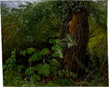 Carl Gustav Carus - Weidenstamm mit Unterholz (ca. 1820)