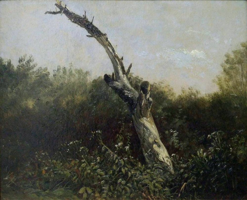 Carl Gustav Carus - Baumstudie