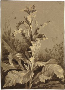 Carl Gustav Carus - Pflanzenstudie, Distel (1812)