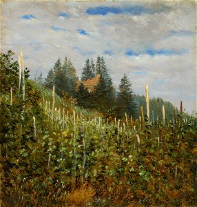 Carl Gustav Carus - Frühsommerlicher Weinberg in Pillnitz