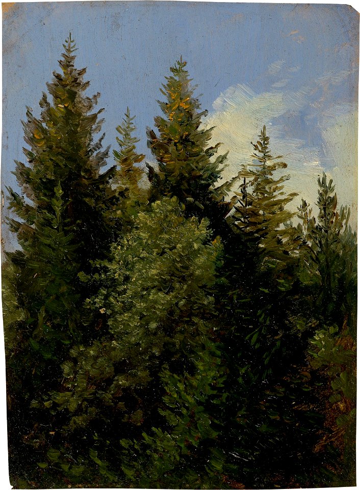 Carl Gustav Carus - Tannen (ca. 1840)