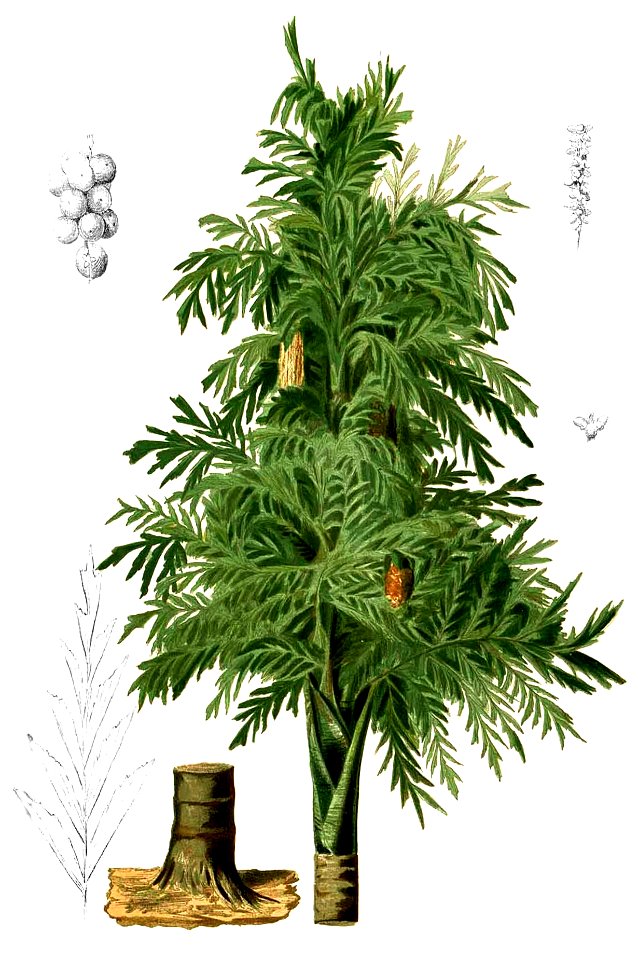 Caryota urens Blanco2.349-cropped