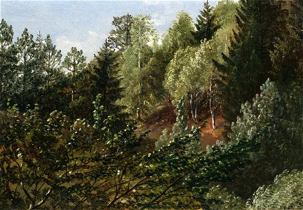 Carl Gustav Carus - Waldstudie bei Dresden