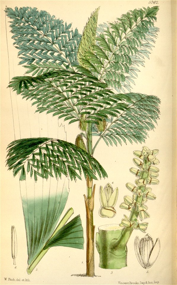 Caryota cumingii 3220