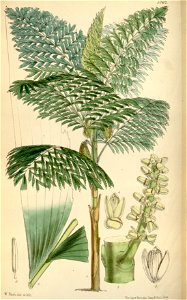 Caryota cumingii 3220