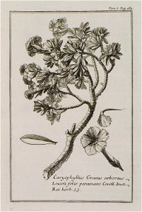 Caryophyllus Graecus arboreus Leucoii folio peramaro Coroll Inst Rei herb 23 - Tournefort Joseph Pitton De - 1717