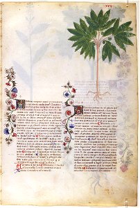 Casanatense 459, f.017r