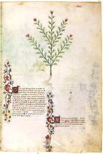 Casanatense 459, f.047r