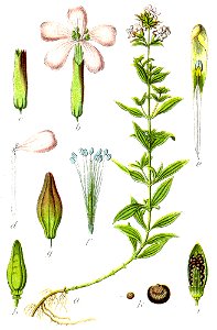 Caryophyllaceae sp Sturm25