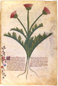 Casanatense 459, f.050r